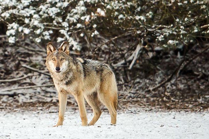 Wolf (Symbolbild) - Foto: Heiko Anders