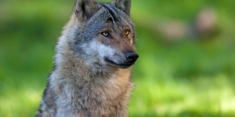 Wolf - Foto: Wolfgang Ewert