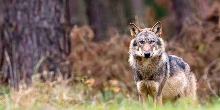 Europäischer Grauwolf in Deutschland – Foto: Heiko Anders