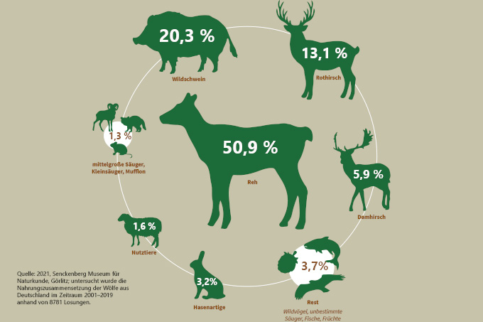 Speisezettel der Wölfe besteht aus 50,9% Rehen, 20,3% Windschweinen, 13,1% Rothirschen, 5,9% Dammhirschen, 3,2 % Hasenartige, 1, 6 % Nutztiere, 1,3 % mittelgroße Säuger, Kleinsäuger und Mufflon 3,7% Rest