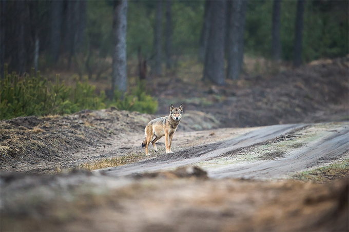 Wolf auf Waldweg - Foto: Heiko Anders