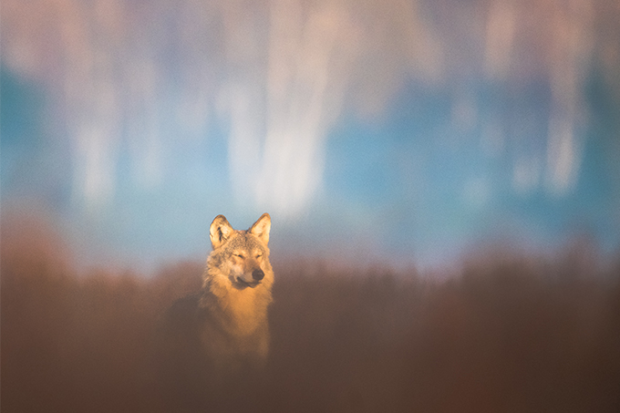Ein Wolf geniesst die wärmende Sonne - Foto: Heiko Anders