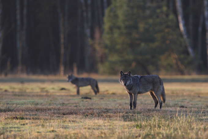 Der Wolf ist und bleibt durch internationale und nationale Gesetze streng geschützt. -  Foto: M. Hamann