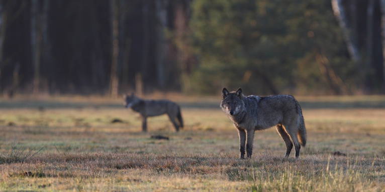 Wolf - Foto: M. Hamann