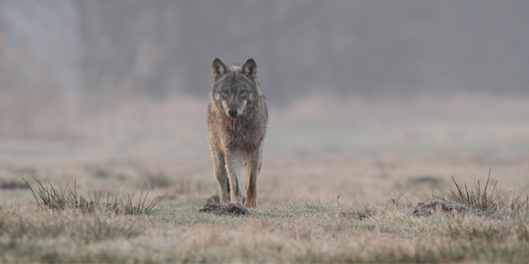 Wolf (Symbolbild) - Foto: NABU/Michael Hamann