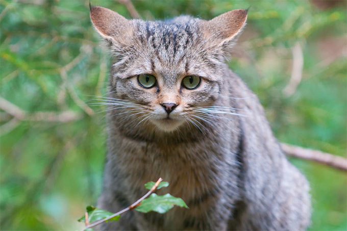Die Wildkatze ist wichtig für das ökologische Gleichgewicht im Harz - Foto: Christoph Bosch