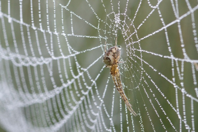 Spinne im Herbst - Foto: Petra Ludwig-Sidow