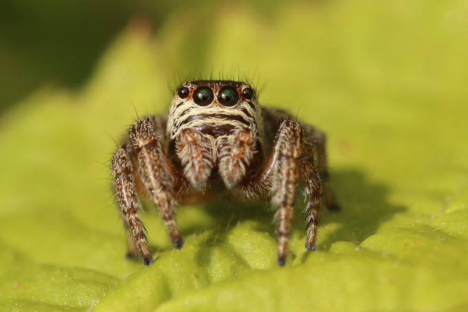 Springspinne - Foto: Sabrina Gerhard / CEWE