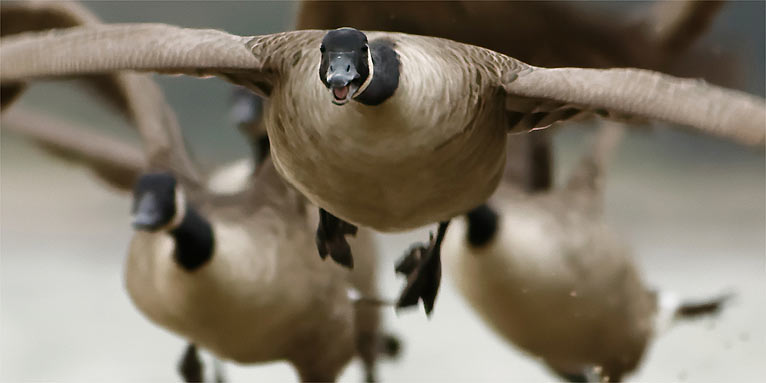 Kanadagänse - Foto: Rüdiger Arp/www.naturgucker.de