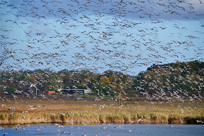 Wildgänse fliehen vor Seeadler - Foto: Hermann Daum/www.naturgucker.de