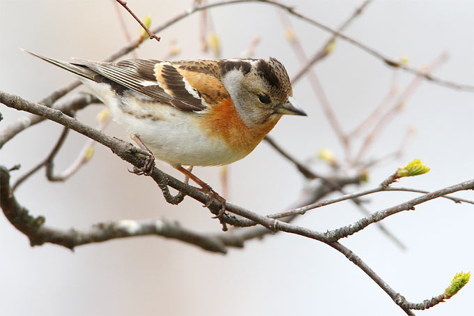 Bergfink - Foto: Frank Derer