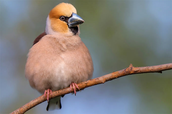 Gegen den Trend:  der Kernbeißer wurde bislang bei der Stunde der Wintervögel 2025 häufiger gezählt als im vergangenen Jahr.- Foto: NABU/Gaby Schröder