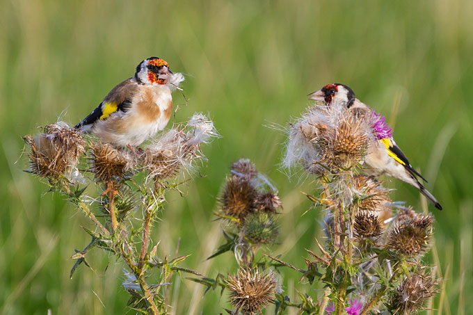 Der Stieglitz ist ein geselliger Vogel, die meiste Zeit des Jahres lebt er in Gruppen. - Foto: Bärbel Franzke