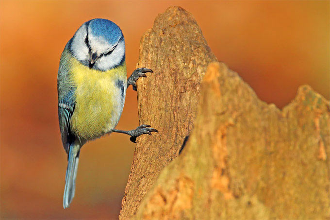 Blaumeise - Foto: Frank Derer