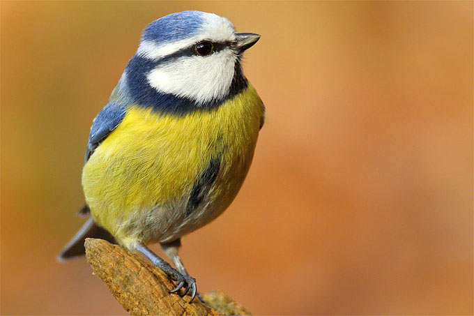 Blaumeise - Foto: Frank Derer