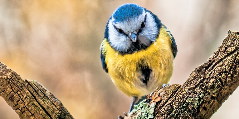 Blaumeise - Foto: NABU/Wendelin Detemple