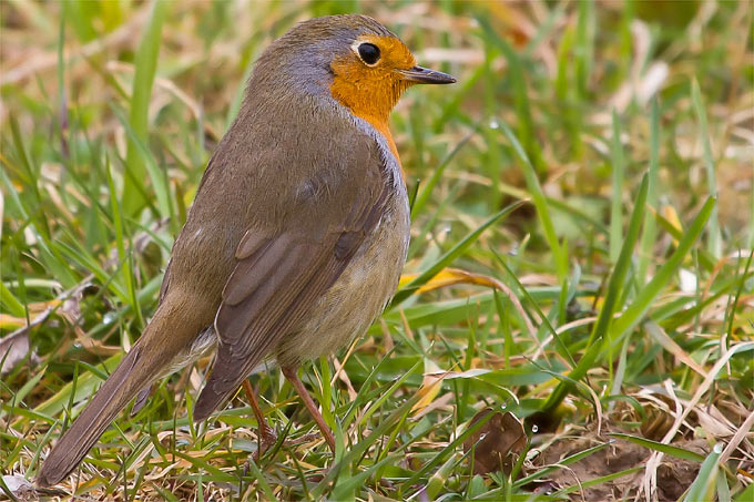 Vogel des Jahres - NABU Niedersachsen