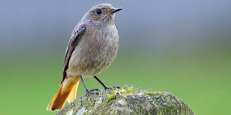 Hausrotschwanzweibchen - Foto: Bozena Kotkowski/NABU-naturgucker.de