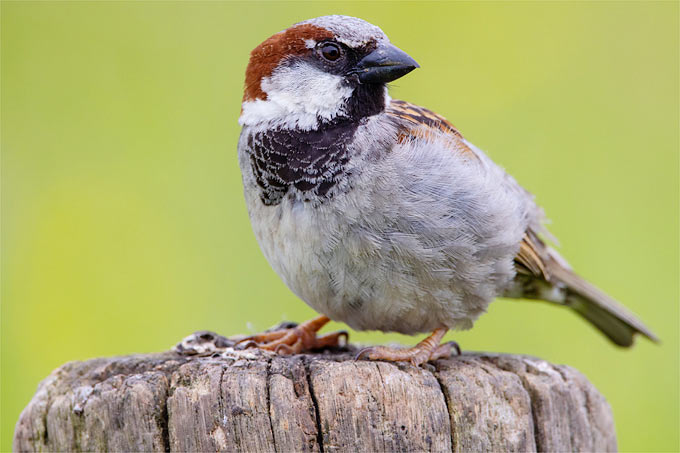 Den anderen Vögeln um eine Schnabellänge voraus: Der Haussperling war der am häufigsten gezählte Vogel in Niedersachsen. - Foto: Frank Derer