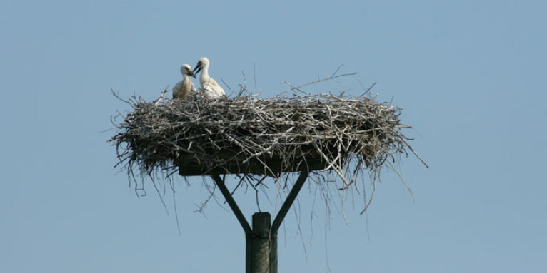 Stochenpaar im Nest - Foto: NABU/Eric Neuling