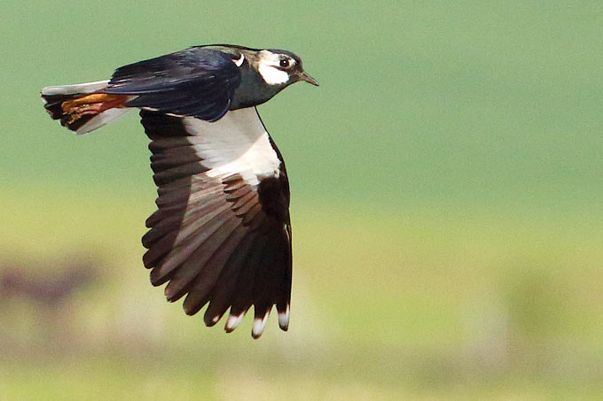 Kiebitz im Flug - Foto: Hanns-Jürgen Roland/www.naturgucker.de