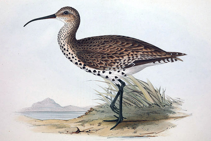 Dünnschnabel-Brachvogel - Illustration via &lt;a href=&quot;https://commons.wikimedia.org/wiki/File:Numenius_tenuirostris.jpg&quot; target=&quot;_blank&quot;&gt;Wikimedia Commons&lt;/a&gt;