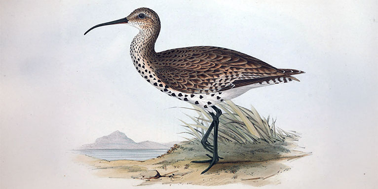 Dünnschnabel-Brachvogel - Illustration via &lt;a href=&quot;https://commons.wikimedia.org/wiki/File:Numenius_tenuirostris.jpg&quot; target=&quot;_blank&quot;&gt;Wikimedia Commons&lt;/a&gt;