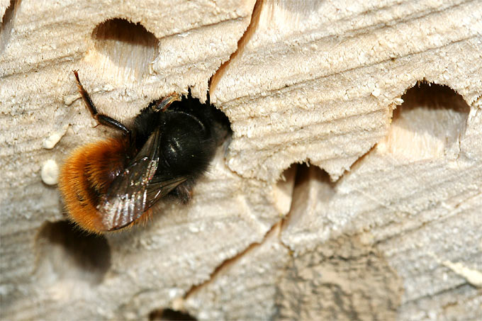 Gehörnte Mauerbiene an einem Nistholz - Foto: Helge May