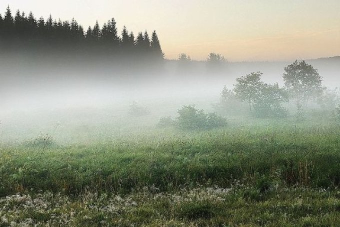 Nebel liegt über Wiesen, die von Wald umgeben sind