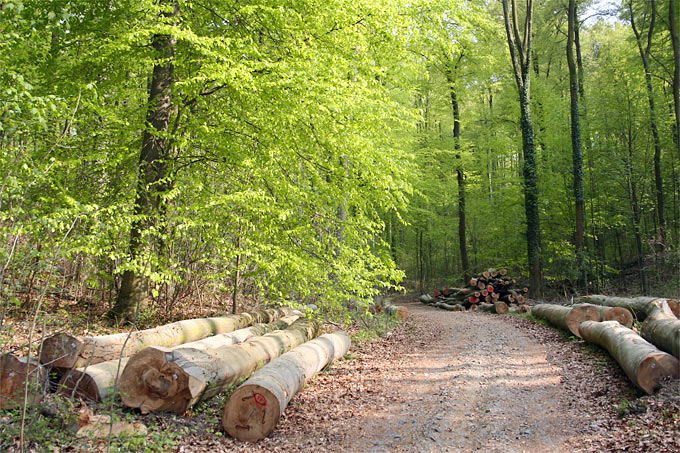 Wald bleibt CO2-Senke, aber Forstwirtschaft ist CO2-Quelle