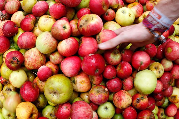 Erntefrische Streuobstäpfel - Foto: NABU/Bernd Schaller