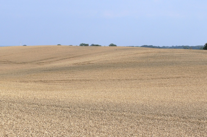 In der Landwirtschaft kommt Glyphosat z.B. zur Sikkation von Getreide zum Einsatz. - Foto: Ingo Ludwichowski
