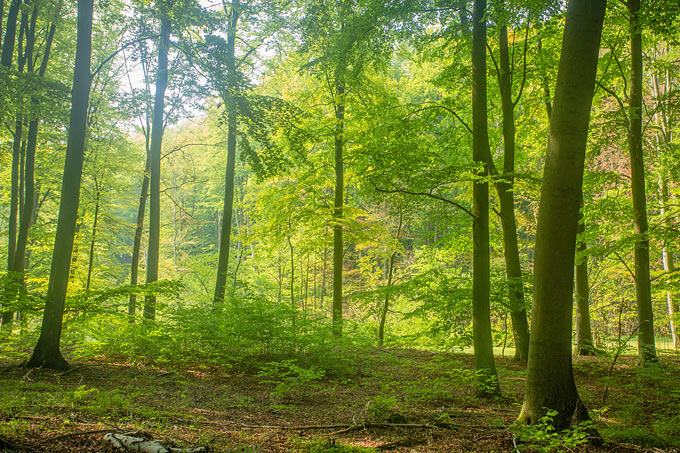 Sogar Schutzgebiete und wertvolle Waldstandorte sollen laut Landesplanung künftig für Windenergieanlagen geöffnet werden. - Foto: NABU/Klemens Karkow