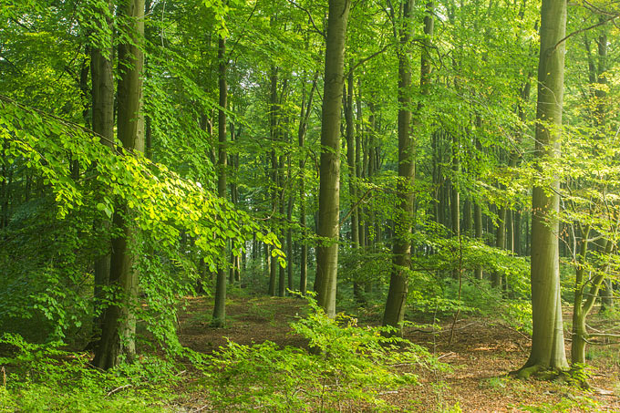 In Niedersachsen gehören zwar nur 14 Prozent der Waldfläche zum NATURA-2000-Netz, dennoch finden sich darunter bundesweit besonders bedrohte Waldgesellschaften, wie die Rotbuchenwälder. - Foto: NABU/Klemens Karkow