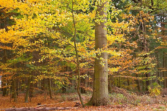 Herbstlicher Buchenwald - Foto: NABU/Günter Lessenich