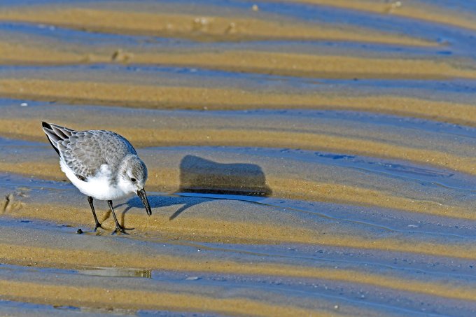 Wattenmeervögel verlieren an Lebensraum. - Foto: pixabay.com/Georg_Wietschorke