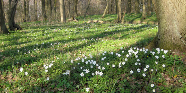 Waldboden im Frühling - Foto: Anja Kureck