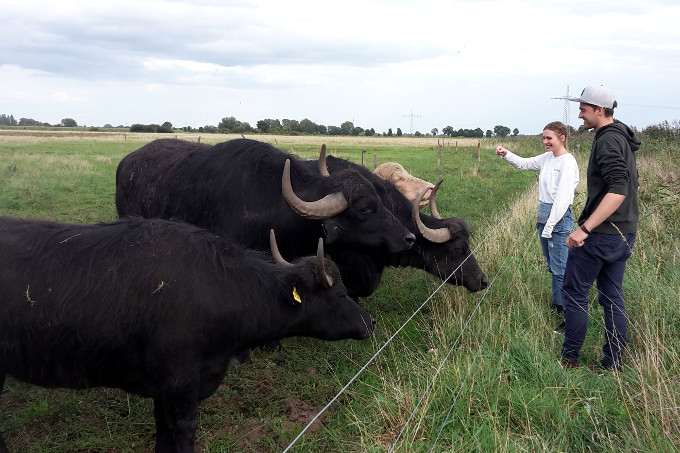 Zu Besuch beim NABU Weyhe. Leonie Jordan schaut sich vor Ort an, wie die Biotoppflege mit Wasserbüffeln funktioniert. - Foto: Bernd Daneke
