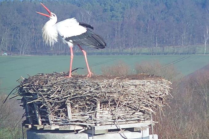 Friedolin erreichte sein Nest am 15. Februar - Foto: Artenschutzzentrum Leiferde