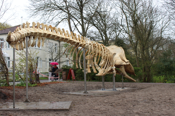 Das Pottwal-Skelett - Foto: Rieka Beewen