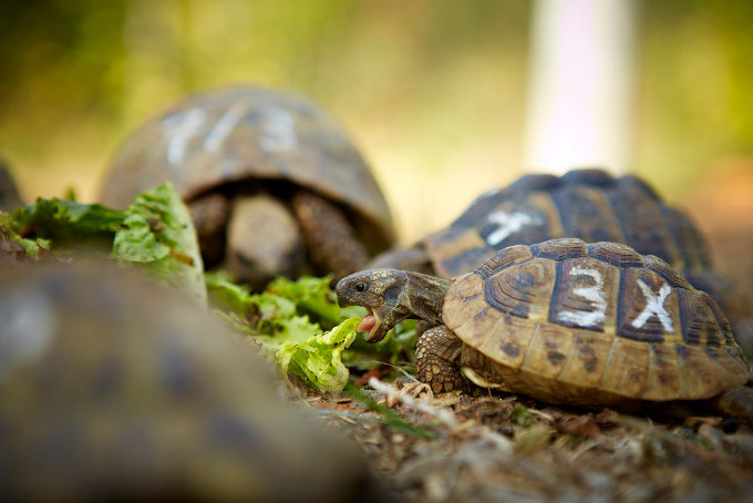 Sumpfschildkröten im Artenschutzzentrum - Foto: Mareike Sonnenschein