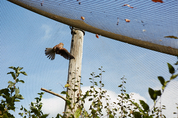 Falke im Artenschutzzentrum - Foto: Mareike Sonnenschein