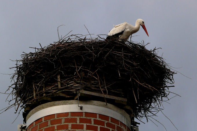 Storch Friodlin auf seinem Nest - Foto: Joachim Neumann
