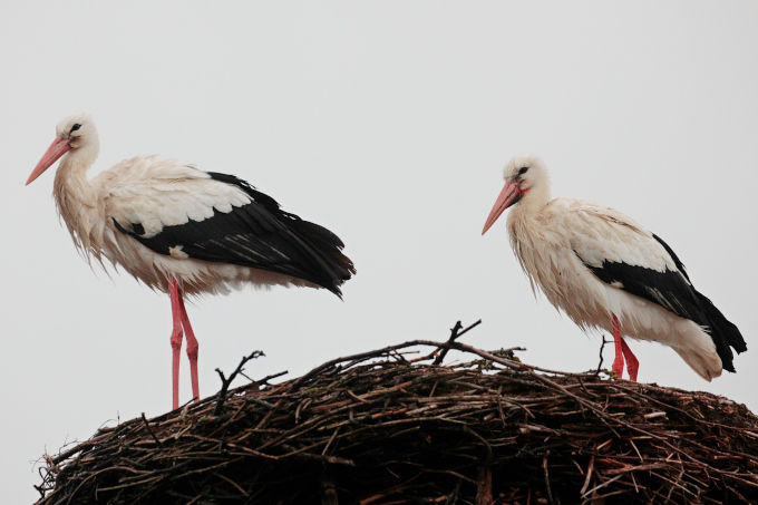 Fridolin und Mai sind wiedervereint. - Foto: NABU-Artenschutzzentrum Leiferde