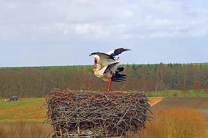 Fridolin und Mai wieder zusammen auf dem Nest im NABU-Artenschutzzentrum. - Foto: Bärbel Rogoschik