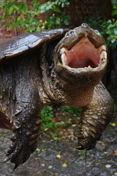 Die Schnappschildkröte trägt ihren Namen zu Recht. - Foto: Joachim Neumann