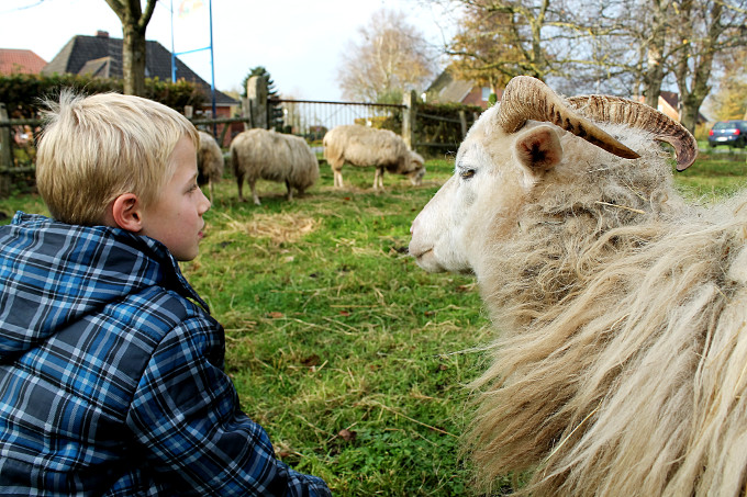 Junge und Schafsbock sitzen Schulter an Schulter im Gras - Foto: Jana Kessens