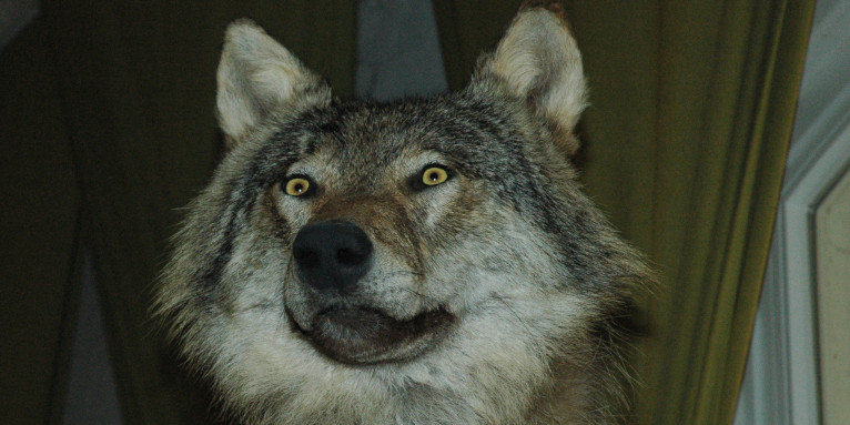 Der imposante Wolf in der Ausstellung - Foto: Thomas Appel