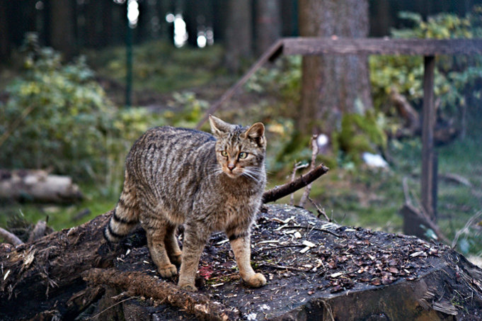 Vier Wildkatzen kann man im Wildkatzengehege in Bad Harzburg beobachten. - Foto: Mareike Sonnenschein