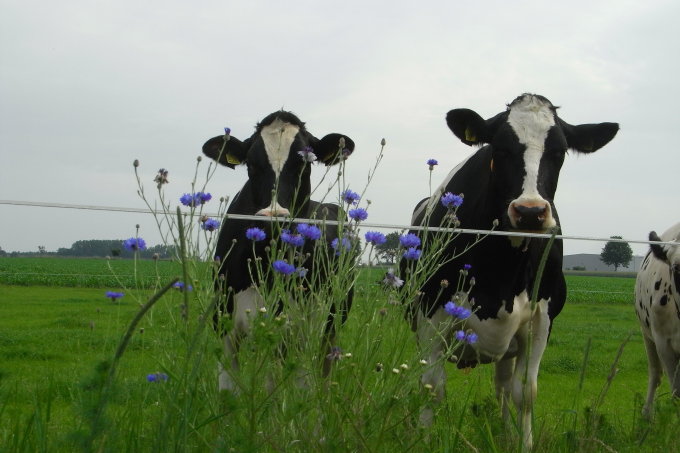 Kühe im Grünland - Foto: NABU/Uwe Baumert